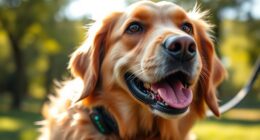 top dog gps trackers